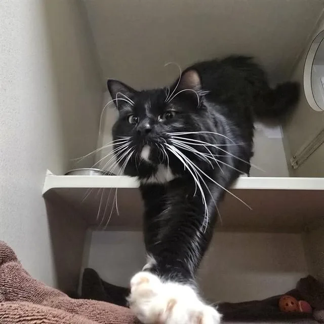 Tybalt
