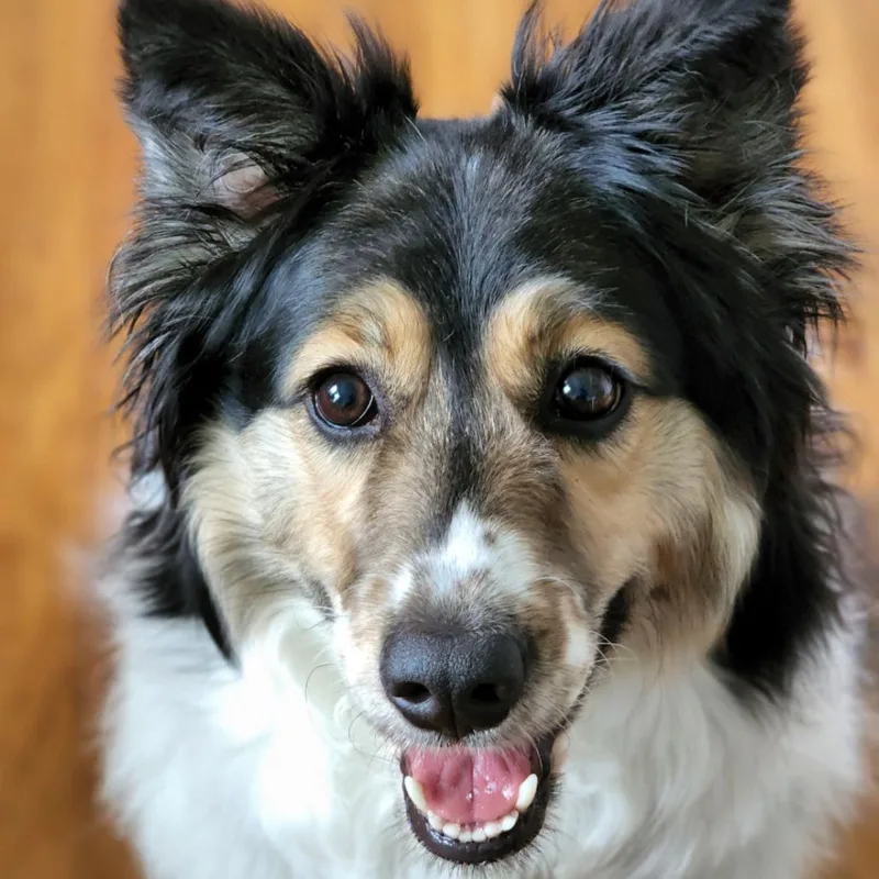 An adult medium-sized female Gray / Blue / Silver Australian Shepherd dog named Allie for adoption in Ada, MN