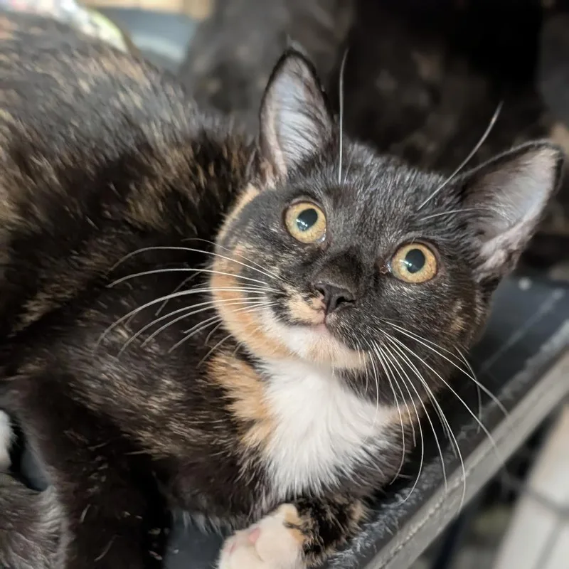 A baby medium-sized female Domestic Short Hair cat named Peggy for adoption in Cape Girardeau, MO