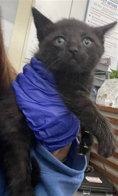 A baby medium-sized female Domestic Short Hair cat named Aurora for adoption in Dallas, TX