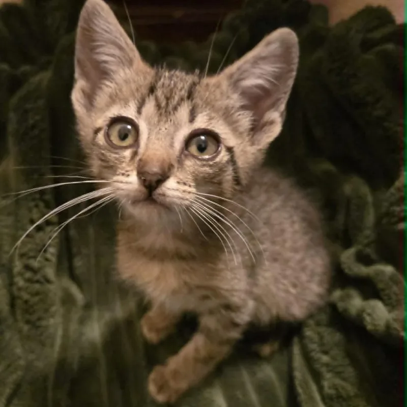 A baby small-sized male Gray / Blue / Silver Domestic Short Hair cat named Bagel for adoption in West Olive, MI