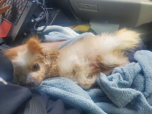 An adult small-sized female Pomeranian dog named Chilosa for adoption in Garland, TX