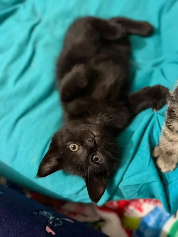 A baby medium-sized female Black Domestic Short Hair cat named Louisa for adoption in Cleveland, OH