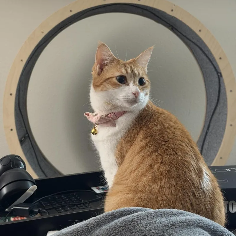 An adult medium-sized female Orange / Red Domestic Short Hair cat named Hana for adoption in Prosper, TX