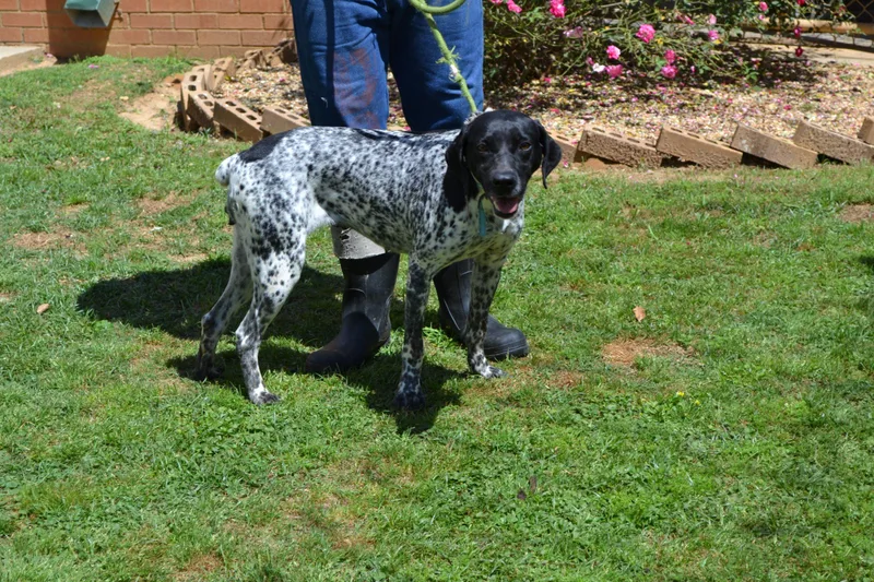 An adult medium-sized female Bicolor German Shorthaired Pointer dog named Peggy Sue for adoption in Jackson, LA