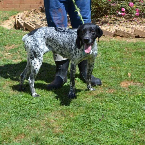 Peggy Sue thumbnail 2