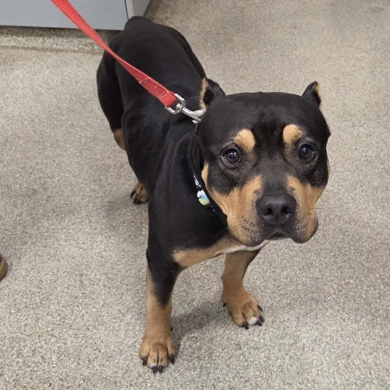 An adult large-sized male Black Mixed Breed dog named Buffy for adoption in Jacksonville, FL