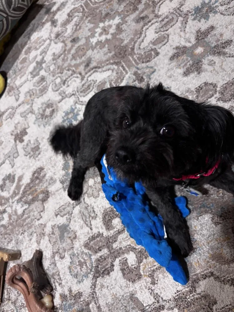 An adult small-sized female Maltese dog named Truffle for adoption in Plymouth, MI