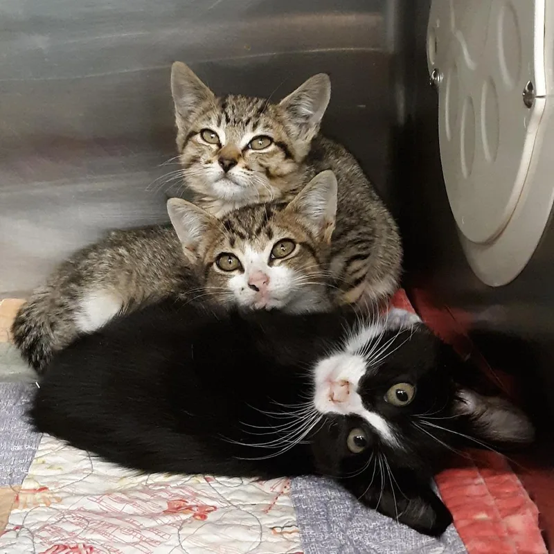 A baby small-sized male Brown / Chocolate Domestic Short Hair cat named Monopoly for adoption in Spokane, WA