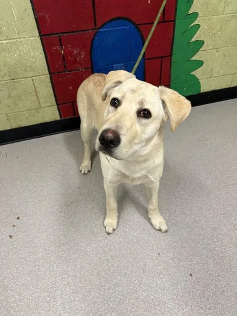 A young medium-sized female Labrador Retriever dog named Goldy for adoption in Indianapolis, IN