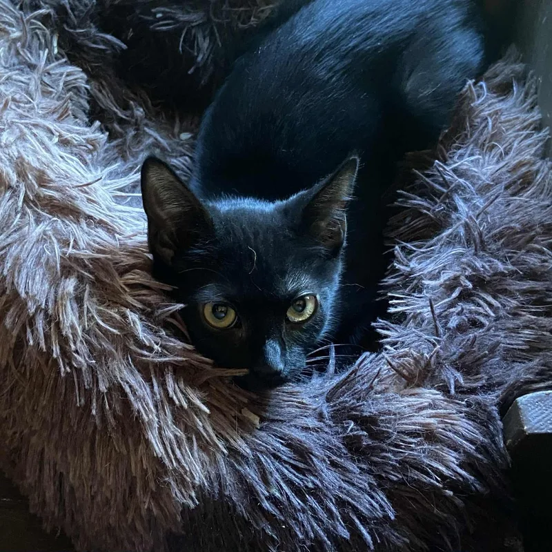 Jetgentle  Thoughtful Personality thumbnail 2