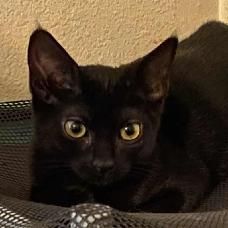 Jetgentle  Thoughtful Personality thumbnail 3