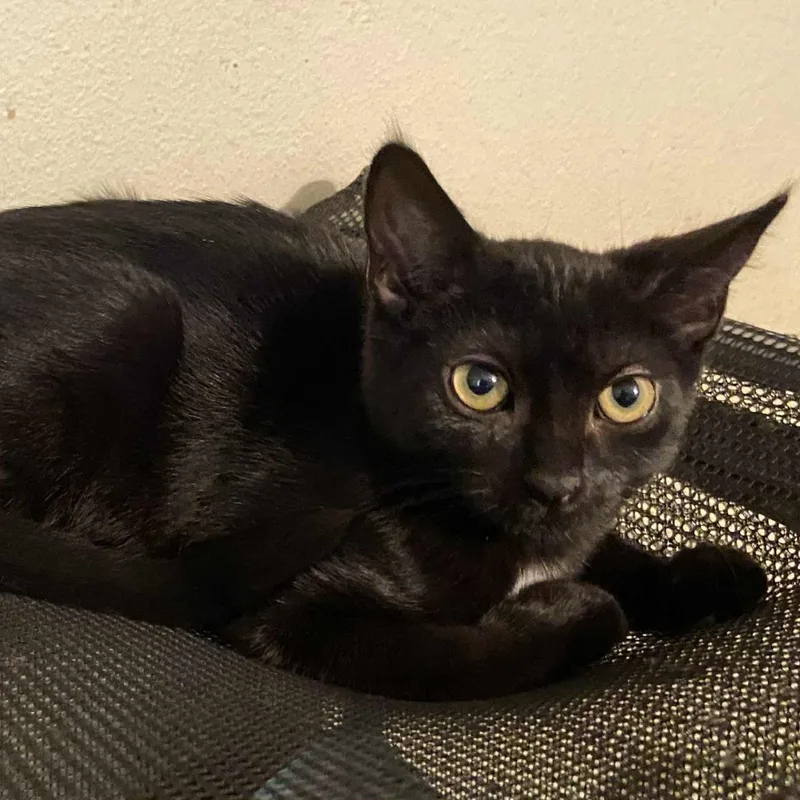 Jetgentle  Thoughtful Personality thumbnail 5