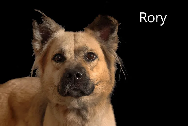 An adult medium-sized female Apricot / Beige Husky dog named Rory for adoption in Mount Vernon, OH
