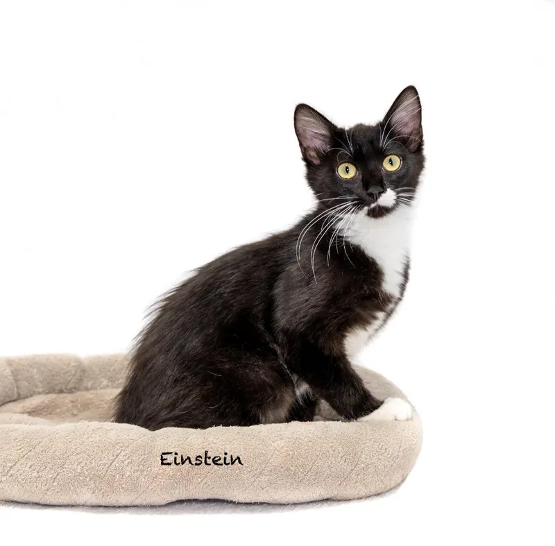 A baby small-sized male Domestic Short Hair cat named Einstein for adoption in Hot Springs Village, AR