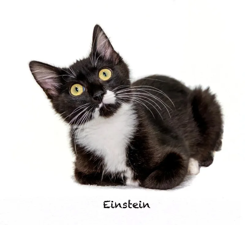 Einstein thumbnail 2