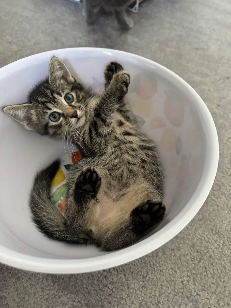 A baby medium-sized female Tabby cat named Patty for adoption in Georgetown, KY