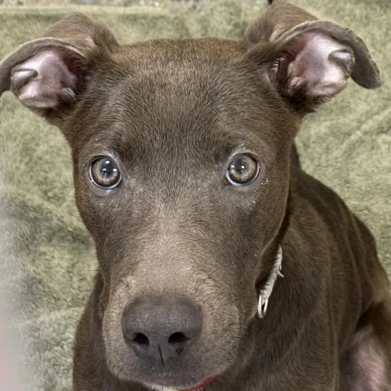 An adult medium-sized female Pit Bull Terrier dog named Natasha for adoption in Los Angeles, CA