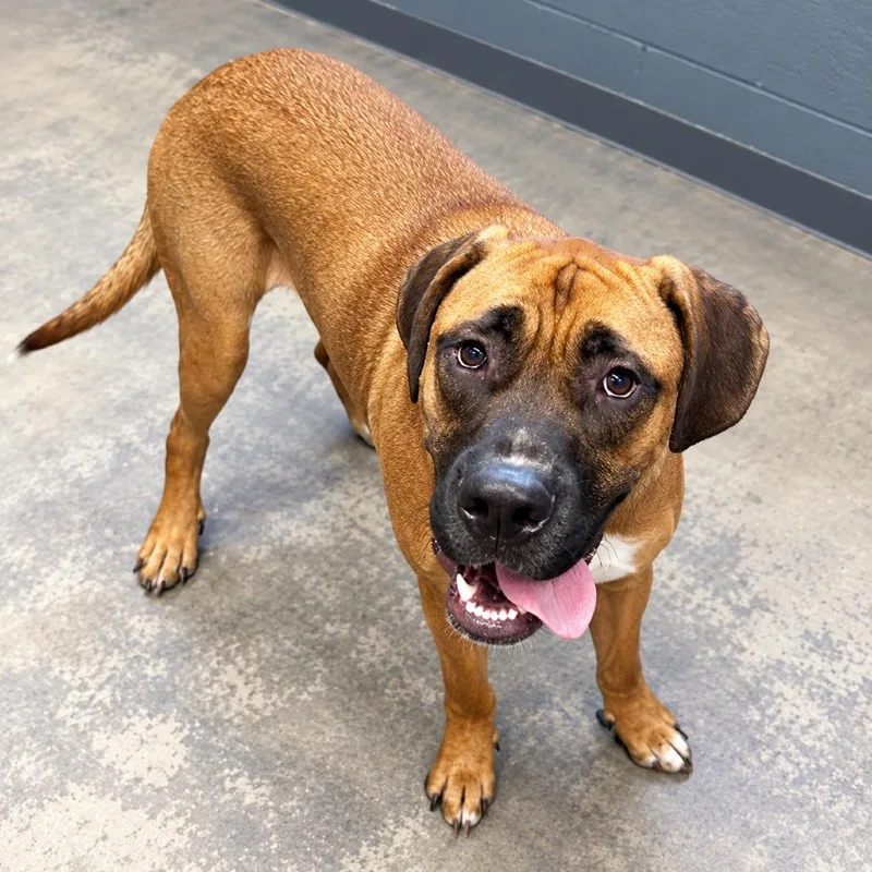 A young large-sized male Great Dane dog named Gunner for adoption in Hopkinton, MA