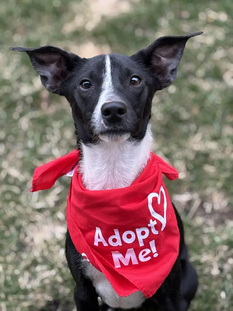 An adult small-sized male Mixed Breed dog named Dash for adoption in Watertown, WI