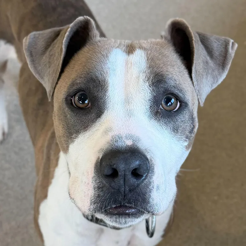 An adult large-sized female Pit Bull Terrier dog named Girly Pop for adoption in Jefferson, WI