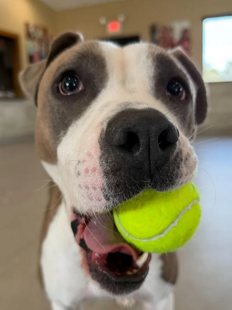 Girly Pop thumbnail 2