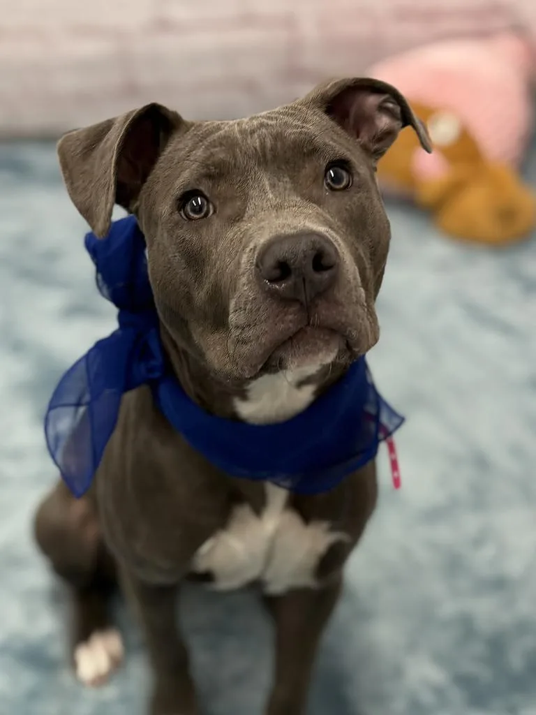 A young medium-sized female Mixed Breed dog named Woodle Westie for adoption in Detroit, MI