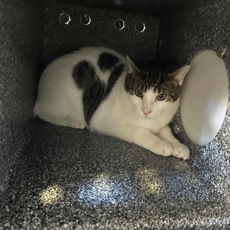 A young medium-sized male Brown / Chocolate Domestic Short Hair cat named Walnut for adoption in Birdsboro, PA