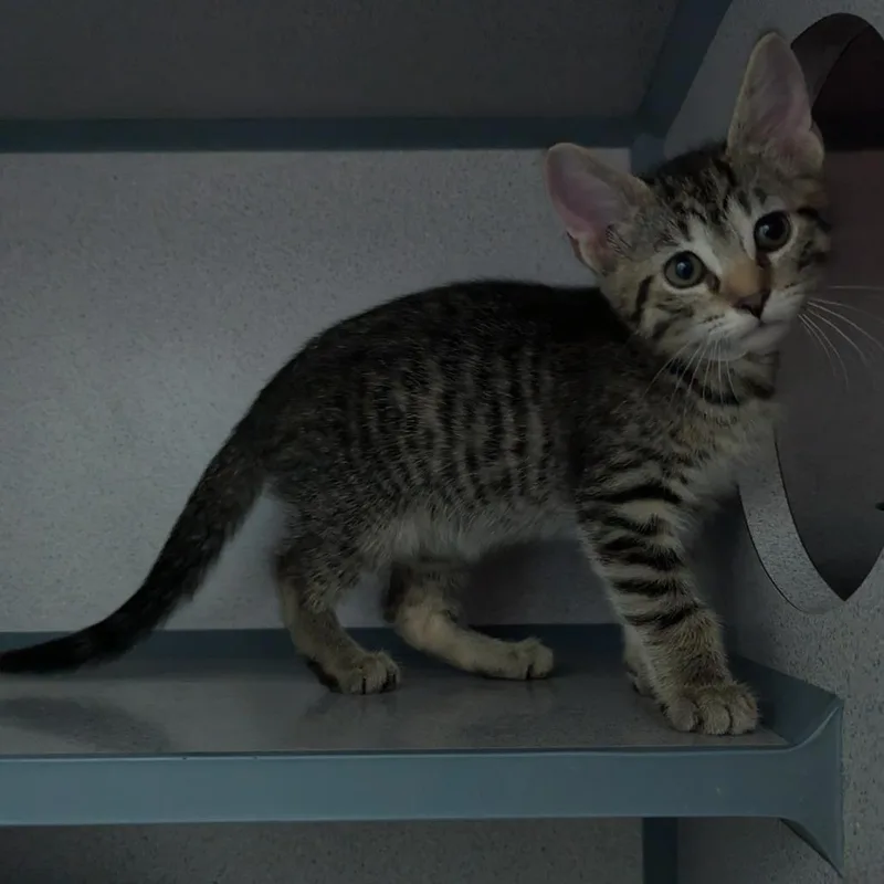 A baby small-sized female Brown / Chocolate Domestic Short Hair cat named Souffle for adoption in Evansville, IN