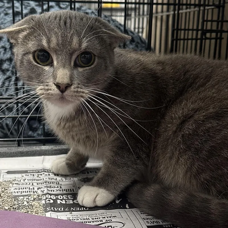 An adult medium-sized male Gray & White Domestic Short Hair cat named Water for adoption in Youngstown, OH