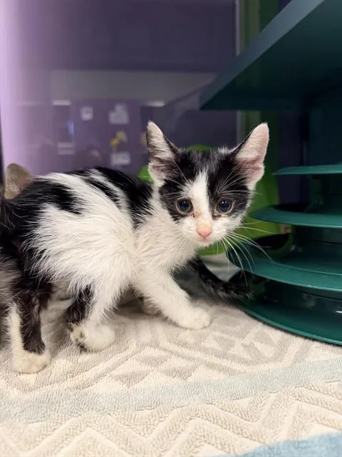 A baby small-sized female Domestic Short Hair cat named Kite for adoption in Santa Cruz, CA