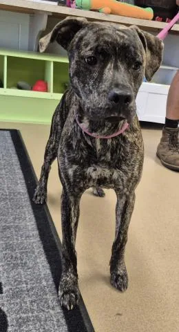 An adult medium-sized male Pit Bull Terrier dog named Tennessee for adoption in Decatur, IL