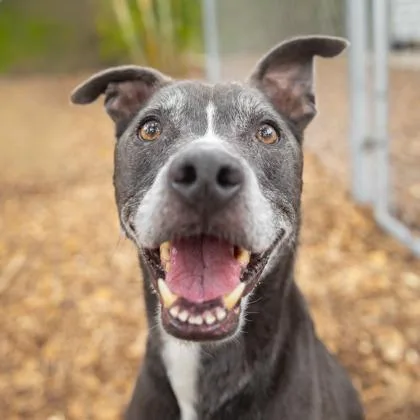 An adult medium-sized female Mixed Breed dog named Ava for adoption in Largo, FL