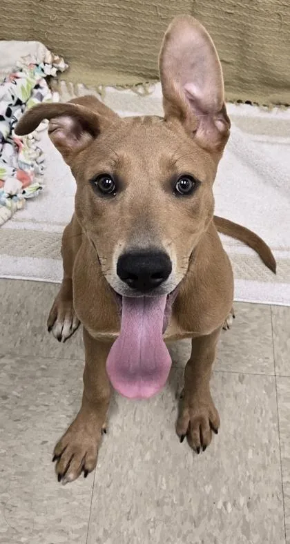 A baby medium-sized male Yellow / Tan / Blond / Fawn Mixed Breed dog named Donner for adoption in Hamilton, OH