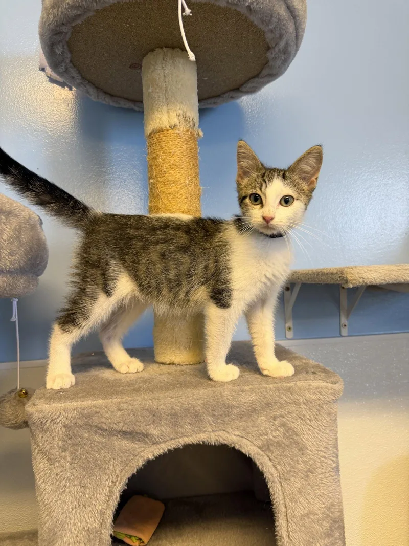 A baby small-sized male Domestic Short Hair cat named Tuffnut for adoption in Steeleville, IL