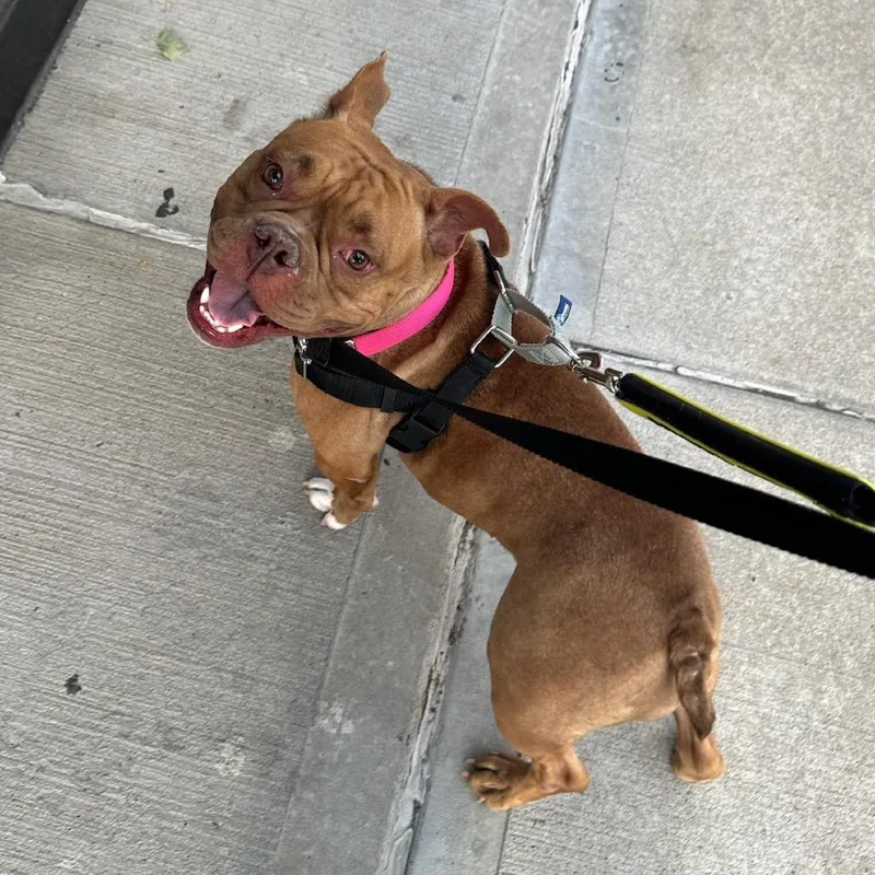 An adult medium-sized female Red / Chestnut / Orange Mixed Breed dog named Ladybug Fka Red Berry for adoption in Vassalboro, ME