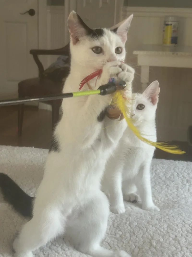 A young medium-sized male White Domestic Short Hair cat named Bogey for adoption in Mount Pleasant, SC