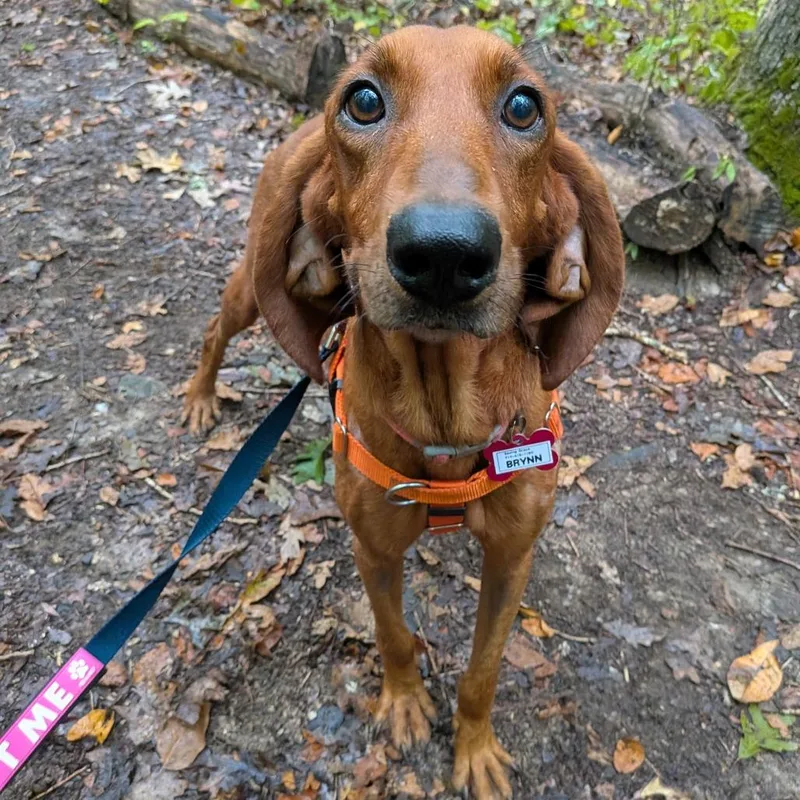 A young medium-sized female Red / Chestnut / Orange Redbone Coonhound dog named Brynn for adoption in Wake Forest, NC