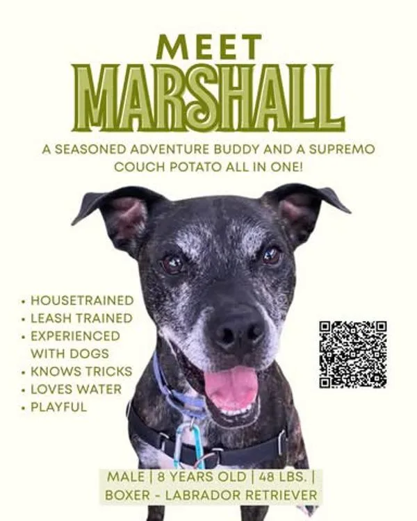 A senior large-sized male Boxer dog named Marshall for adoption in Austin, TX
