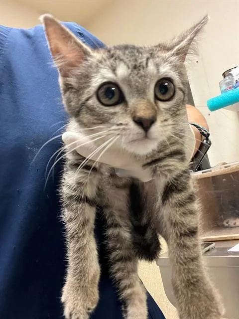 A baby small-sized female Domestic Short Hair cat named Rose for adoption in Riverside, CA