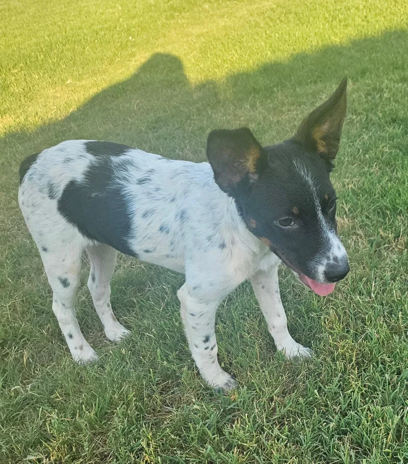 A baby small-sized female Rat Terrier dog named Moana for adoption in Yukon, OK