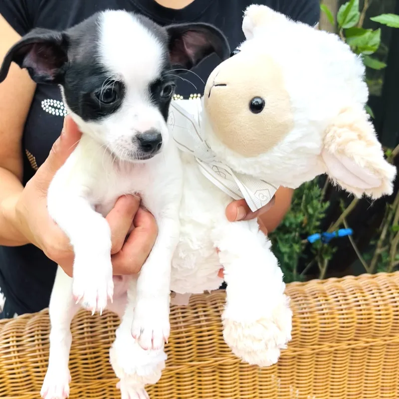 A baby small-sized male Harlequin Chihuahua dog named Ace for adoption in Conroe, TX