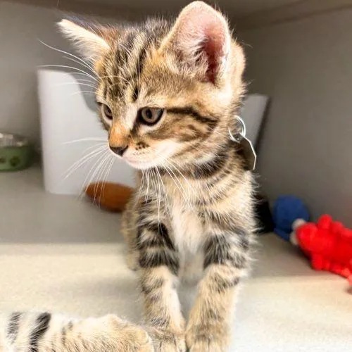 A baby small-sized male Domestic Medium Hair cat named Racer for adoption in Aurora, CO