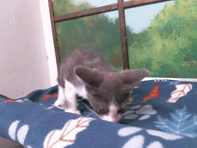 A baby small-sized male Domestic Short Hair cat named Kipp for adoption in Houston, TX