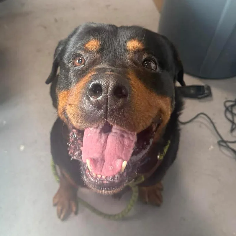 Kodi