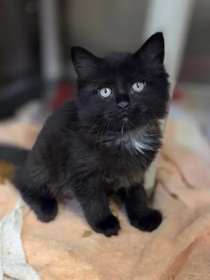 A baby small-sized male Domestic Medium Hair cat named Malcolm for adoption in Westland, MI