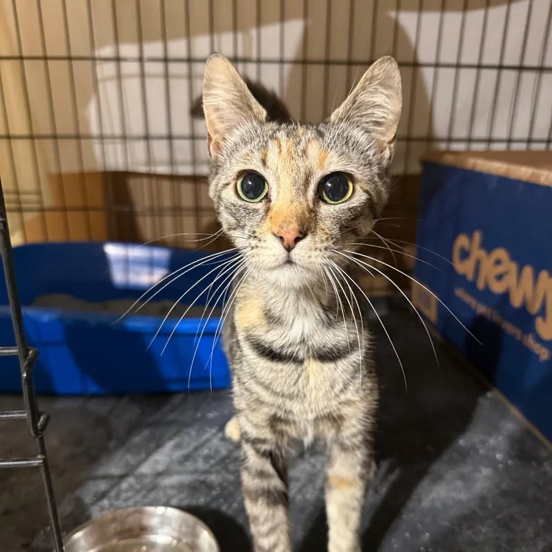 An adult medium-sized female Torbie Domestic Short Hair cat named Mira for adoption in Hedgesville, WV