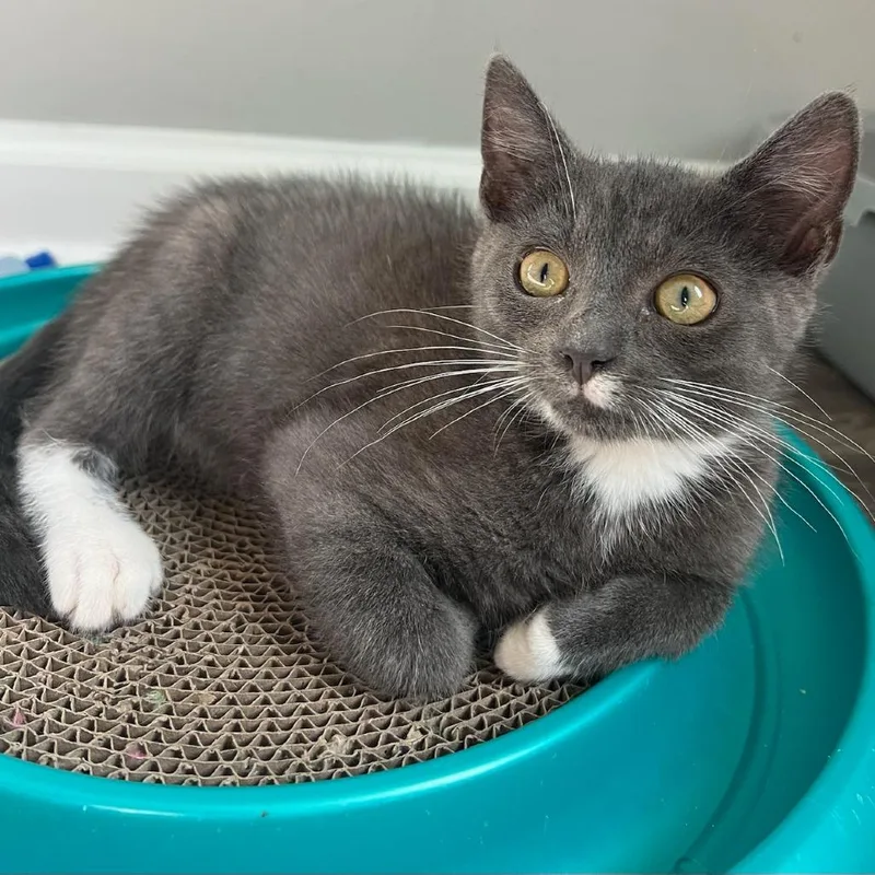 A baby small-sized male Domestic Short Hair cat named Haymitch for adoption in Cumming, GA