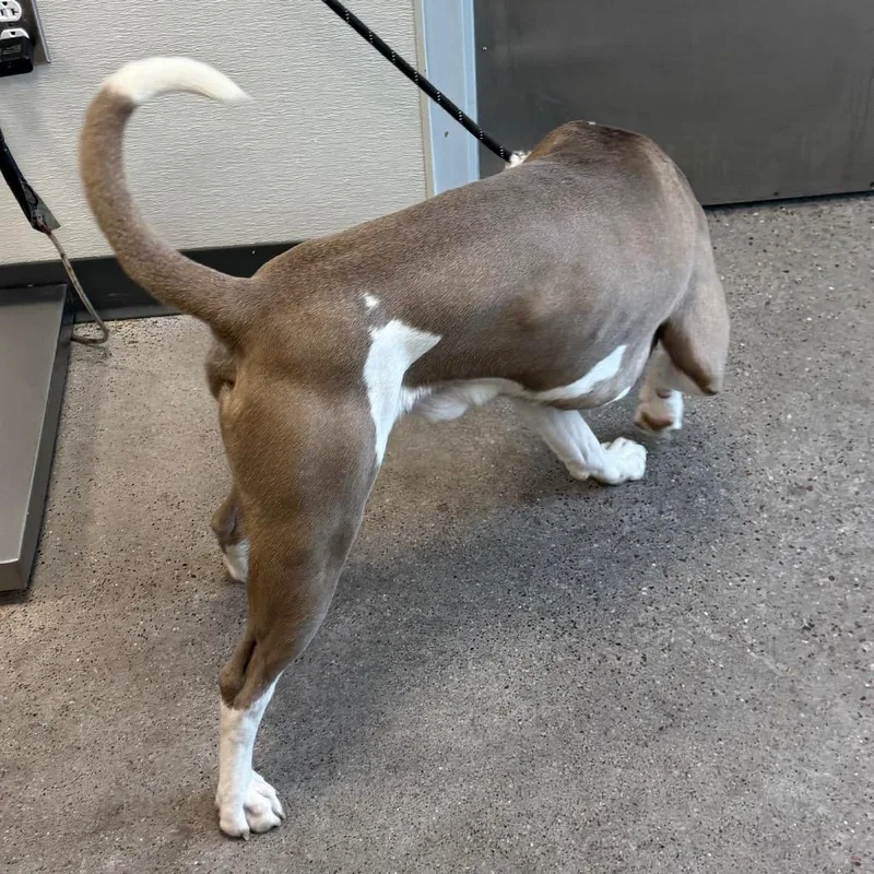 An adult medium-sized male Brown / Chocolate Mixed Breed dog named 110434 for adoption in Las Cruces, NM
