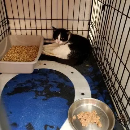 Pop Tart thumbnail 2